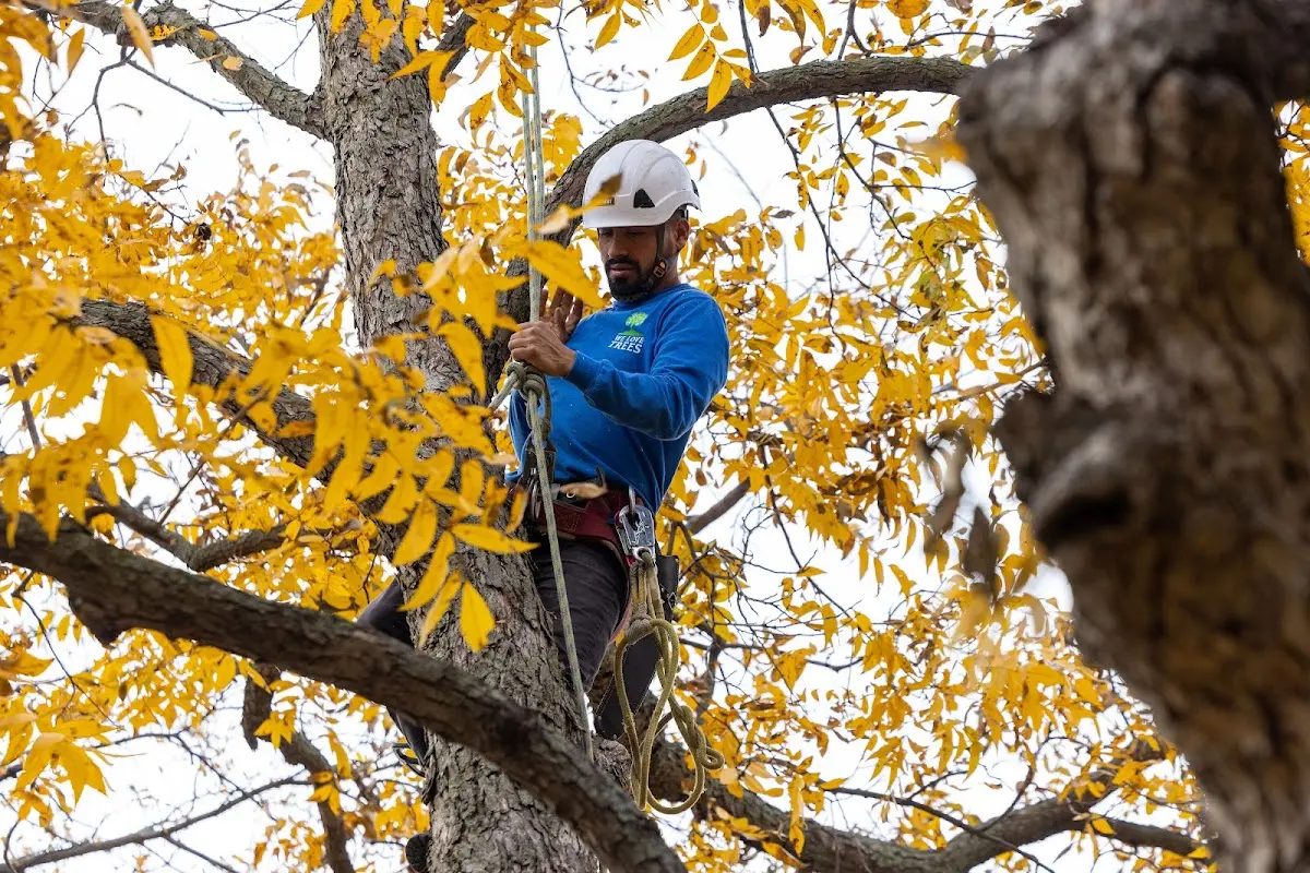 Skilled Tree Pruning crew working in Columbia