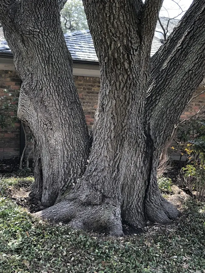 Mature heritage tree close to a Columbia property cared for by certified arborists